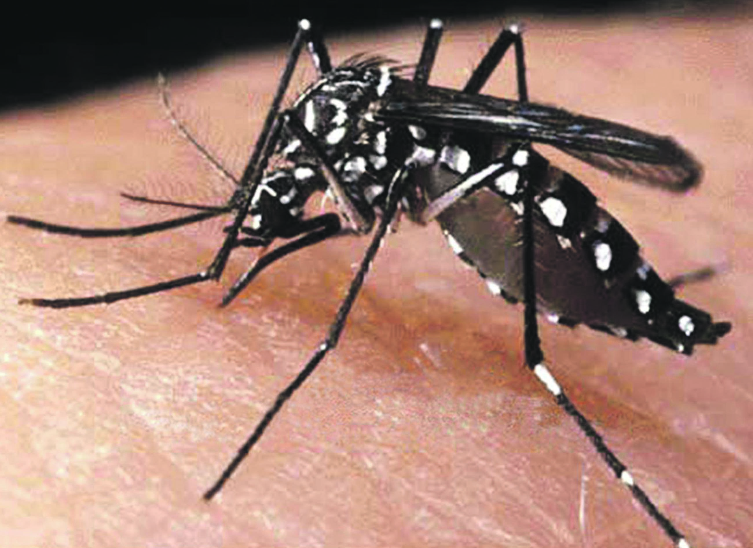 São Gabriel Palha já constatou mais de 40 casos de dengue