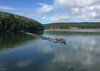 Tilápia sustentável: práticas inovadoras otimizam a aquicultura capixaba