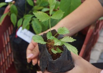 Semana do Meio Ambiente com muita conscientização em Jaguaré
