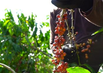 Destaque na produção de café conilon, Jaguaré investe na qualidade do produto
