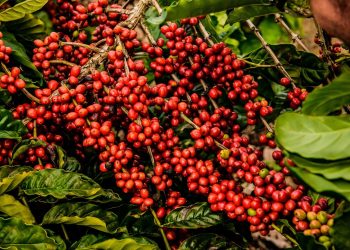 Evento em Jaguaré abre período de colheita do café conilon