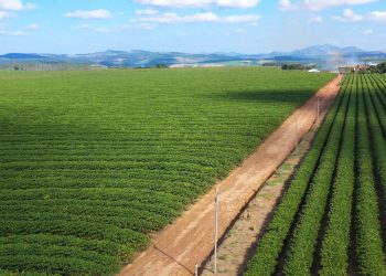 Colheita de café segura reforça o impacto da atuação integrada das forças de segurança em Vila Valério