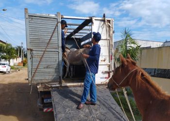 Prefeitura de São Mateus realiza recolhimento de cavalos soltos em vias urbanas com cuidado e acompanhamento veterinário