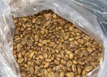 Concurso de Qualidade do Café Conilon de Jaguaré chega à fase de análise de amostras