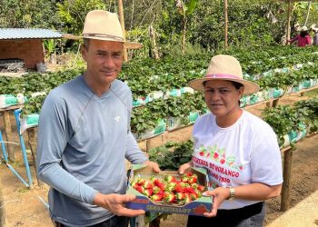 Cultivo de morangos em Colatina ganha destaque com projeto da Assembleia Legislativa