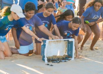 Visitantes das praias de Regência e Povoação poderão acompanhar o nascimento de tartarugas neste mês de janeiro