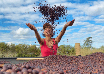 Primeira estimativa oficial de safra 2026 indica crescimento da produção de café no Espírito Santo