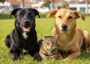 Prefeitura da Serra inicia recebimento de documentos para castração gratuita de cães e gatos