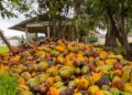 Prefeitura de Linhares abre inscrições para Dia de Campo “Pós-Colheita do Cacau”