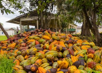 Prefeitura de Linhares abre inscrições para Dia de Campo “Pós-Colheita do Cacau”
