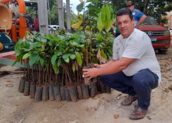 Agricultores de Vila Pavão recebem 2 mil mudas de cacau