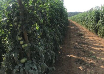 Tomates cultivados em Vila Velha abastecem três estados brasileiros