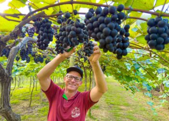 Linhares abre a temporada da colheita de uvas na comunidade de São Judas, em São Rafael