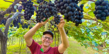 Linhares abre a temporada da colheita de uvas na comunidade de São Judas, em São Rafael