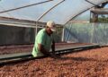 Dia Internacional do Chocolate, Linhares celebra a força do cacau e a produção de chocolates premiados