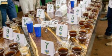 V Concurso de Qualidade do Café Conilon de Jaguaré recebe 56 inscrições e inicia nova etapa de avaliação