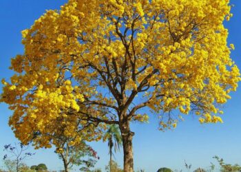 Atenção produtor de Jaguaré! Primavera terá temperaturas acima da média e chuvas irregulares