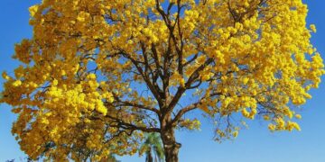 Atenção produtor de Jaguaré! Primavera terá temperaturas acima da média e chuvas irregulares