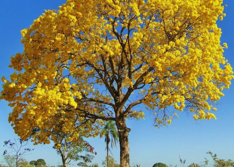 Atenção produtor de Jaguaré! Primavera terá temperaturas acima da média e chuvas irregulares
