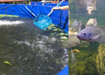 Pequenos produtores de Vila Velha planejam criar cooperativa para impulsionar piscicultura