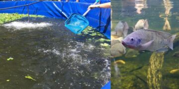 Pequenos produtores de Vila Velha planejam criar cooperativa para impulsionar piscicultura