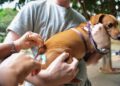 Cães e gatos serão vacinados neste sábado (10) em Linhares