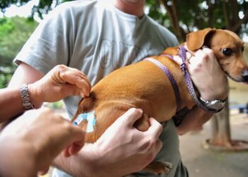 Cães e gatos serão vacinados neste sábado (10) em Linhares