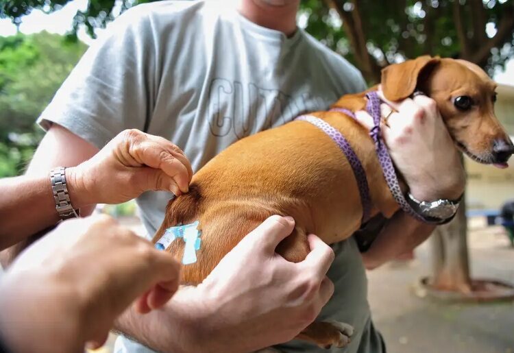 Cães e gatos serão vacinados neste sábado (10) em Linhares